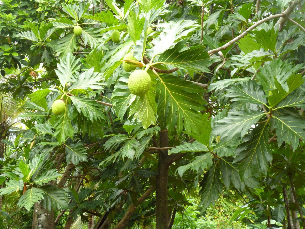 Posada Nativa Miss Casira San Andrés 외부 사진